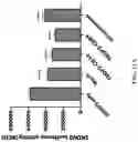 Fig. 18 - Engineered chimeric fusion protein compositions and methods of use thereof