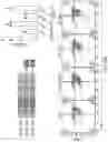 Fig. 35 - Engineered chimeric fusion protein compositions and methods of use thereof