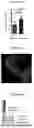 Fig. 10 - MODULATING PERMEABILITY OF THE BLOOD CEREBROSPINAL FLUID BARRIER