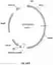 Fig. 02 - VECTOR AND METHOD FOR TREATING ANGELMAN SYNDROME