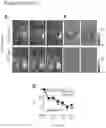 Fig. 07 - STICKY PARTICLES FOR EFFICIENT IMAGING