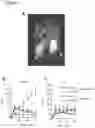 Fig. 09 - STICKY PARTICLES FOR EFFICIENT IMAGING