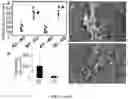 Fig. 02 - COMPOSITIONS AND METHODS FOR GRAFTS MODIFIED WITH A NON-THROMBOGENIC AND PRO-MIGRATORY CELL-DERIVED EXTRACELLULAR MATRIX