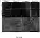 Fig. 06 - COMPOSITIONS AND METHODS FOR GRAFTS MODIFIED WITH A NON-THROMBOGENIC AND PRO-MIGRATORY CELL-DERIVED EXTRACELLULAR MATRIX