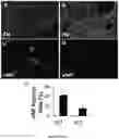 Fig. 09 - COMPOSITIONS AND METHODS FOR GRAFTS MODIFIED WITH A NON-THROMBOGENIC AND PRO-MIGRATORY CELL-DERIVED EXTRACELLULAR MATRIX