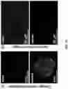 Fig. 08 - Demineralized bone paper