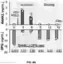 Fig. 22 - Demineralized bone paper
