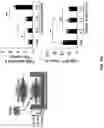 Fig. 35 - Demineralized bone paper