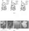 Fig. 02 - Improved Decellularization of Isolated Organs