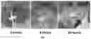 Fig. 03 - Improved Decellularization of Isolated Organs