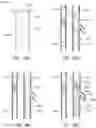 Fig. 49 - Method for accessing pedal veins for deep vein arterialization