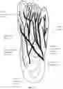 Fig. 02 - Peripheral neuromodulation to treat bladder and bowel dysfunction