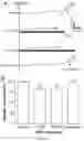 Fig. 06 - Peripheral neuromodulation to treat bladder and bowel dysfunction