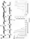 Fig. 24 - Peripheral neuromodulation to treat bladder and bowel dysfunction