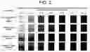 Fig. 03 - VEHICLE PANEL LIGHT-EMITTING THREE-DIMENSIONAL PATTERN IN GRADATION