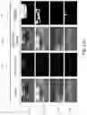 Fig. 23 - Autonomous parking systems and methods for vehicles