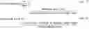 Fig. 02 - Environment friendly packaging materials of chia seed biomass and the uses thereof