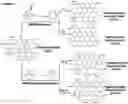 Fig. 01 - Identification and optimization of carbon radicals on hydrated graphene oxide for ubiquitous antibacterial coatings