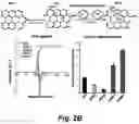 Fig. 04 - Identification and optimization of carbon radicals on hydrated graphene oxide for ubiquitous antibacterial coatings