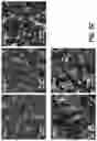 Fig. 05 - Identification and optimization of carbon radicals on hydrated graphene oxide for ubiquitous antibacterial coatings