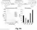 Fig. 09 - Identification and optimization of carbon radicals on hydrated graphene oxide for ubiquitous antibacterial coatings