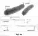 Fig. 12 - Identification and optimization of carbon radicals on hydrated graphene oxide for ubiquitous antibacterial coatings