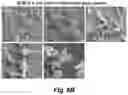 Fig. 14 - Identification and optimization of carbon radicals on hydrated graphene oxide for ubiquitous antibacterial coatings