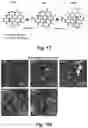Fig. 28 - Identification and optimization of carbon radicals on hydrated graphene oxide for ubiquitous antibacterial coatings
