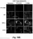 Fig. 32 - Identification and optimization of carbon radicals on hydrated graphene oxide for ubiquitous antibacterial coatings