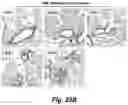 Fig. 44 - Identification and optimization of carbon radicals on hydrated graphene oxide for ubiquitous antibacterial coatings