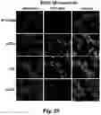 Fig. 47 - Identification and optimization of carbon radicals on hydrated graphene oxide for ubiquitous antibacterial coatings