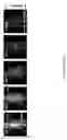 Fig. 49 - FUNCTIONALIZED SILICA NANORINGS, METHODS OF MAKING SAME, AND USES THEREOF