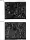 Fig. 03 - CALCIUM CARBONATE SINTERED BODY AND METHOD FOR PRODUCING SAME, AND BONE GRAFTING MATERIAL