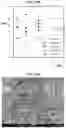 Fig. 14 - Carbonation of reactive magnesia cement (RMC)-based systems