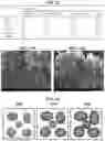 Fig. 24 - Carbonation of reactive magnesia cement (RMC)-based systems