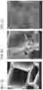 Fig. 03 - Biochar suspended solution