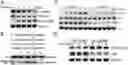 Fig. 01 - Small molecule AMPK activators