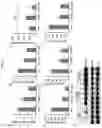 Fig. 06 - Small molecule AMPK activators