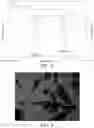Fig. 04 - Crystal form of tetramethylpyrazine nitrone, preparation method and use thereof