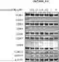 Fig. 01 - CDK2/5 DEGRADERS AND USES THEREOF