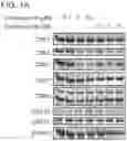 Fig. 02 - CDK2/5 DEGRADERS AND USES THEREOF