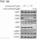 Fig. 06 - CDK2/5 DEGRADERS AND USES THEREOF