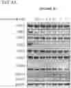 Fig. 07 - CDK2/5 DEGRADERS AND USES THEREOF