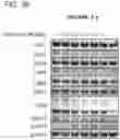 Fig. 08 - CDK2/5 DEGRADERS AND USES THEREOF