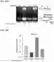 Fig. 43 - IRE1α inhibitors and uses thereof