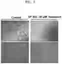 Fig. 08 - MITOCHONDRIA-TARGETING COMPOUND AND COMPOSITION COMPRISING SAME FOR TREATING OR PREVENTING AGING-RELATED DISEASES