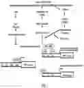 Fig. 02 - Compositions and related methods for modulating alkaloid production by controlling PMT promoter activation mediated by transcriptional factors ERF and Myc