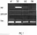 Fig. 08 - Compositions and related methods for modulating alkaloid production by controlling PMT promoter activation mediated by transcriptional factors ERF and Myc