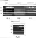 Fig. 09 - Compositions and related methods for modulating alkaloid production by controlling PMT promoter activation mediated by transcriptional factors ERF and Myc