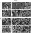 Fig. 05 - NOVEL ANTIMICROBIAL PEPTIDE DERIVED FROM PSEUDIN-2 PEPTIDE AND USES THEREOF